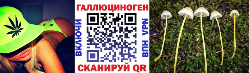 Псилоцибиновые грибы мухоморы  где найти наркотики  Махачкала 